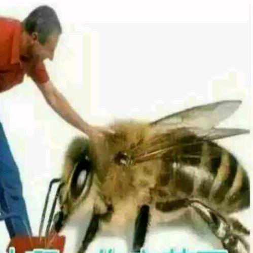 丛中笑
