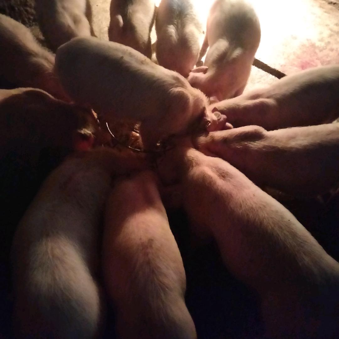 苹姐、绿色家庭农场，