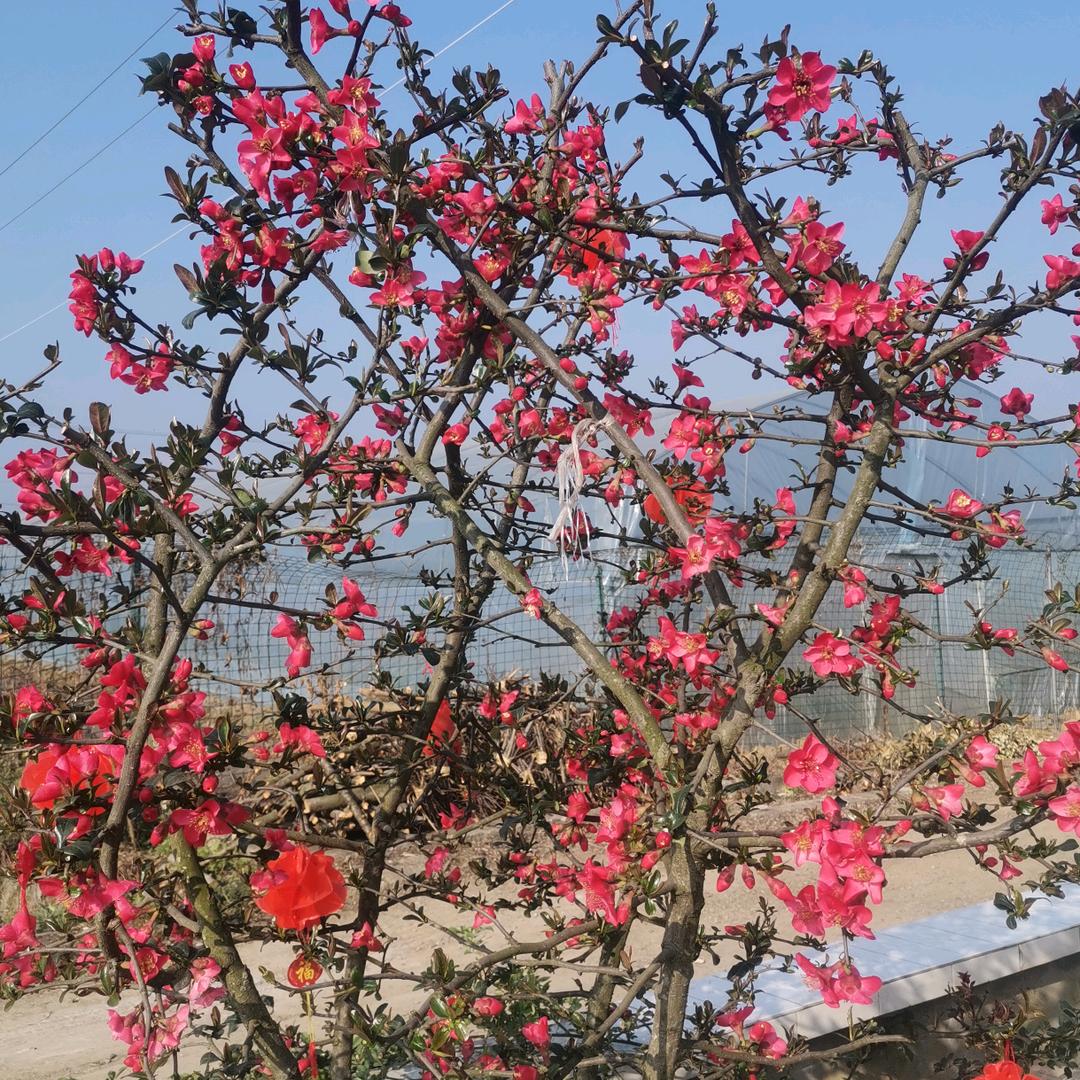 福满天下：云端音粉丝