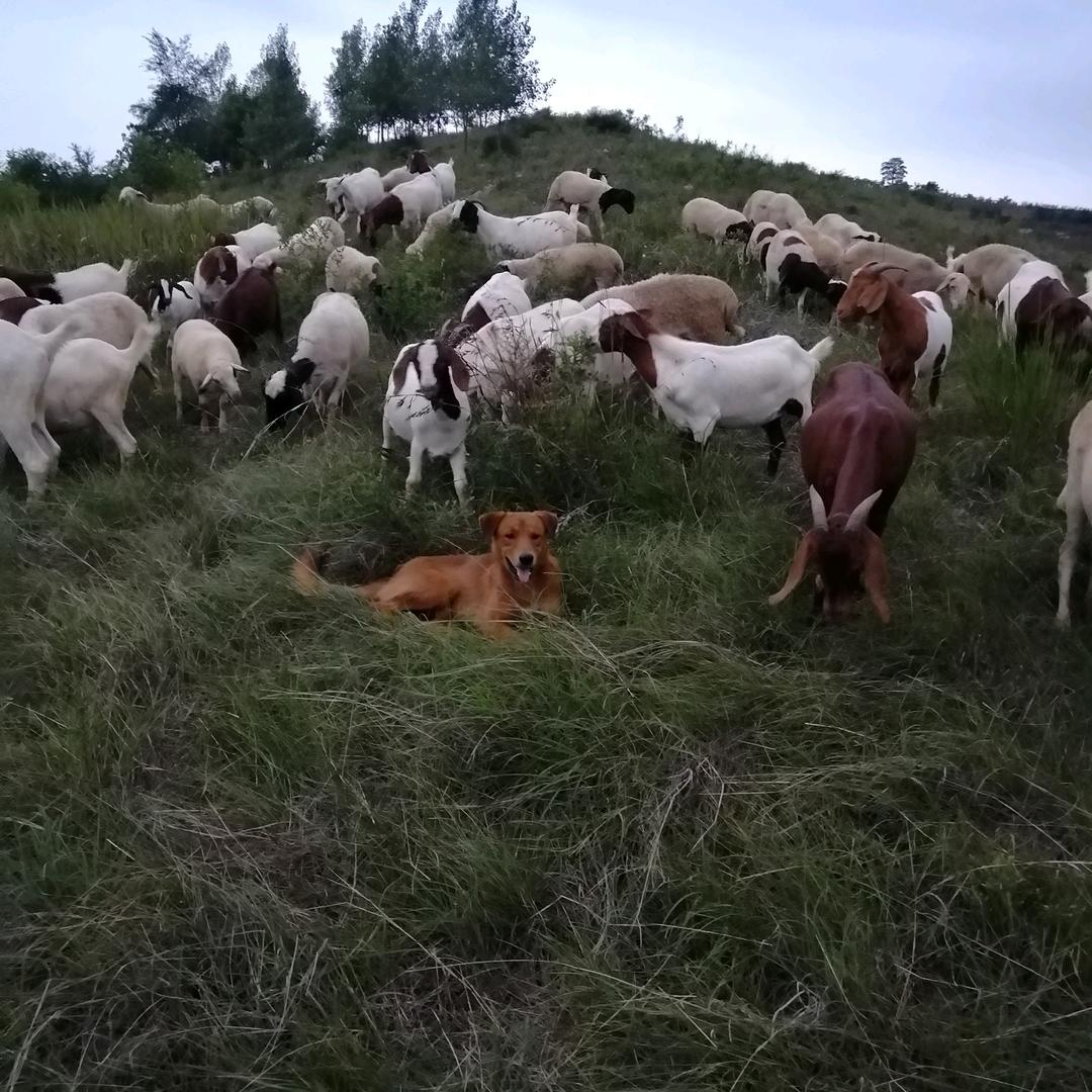 豫西陈叔的农村日常