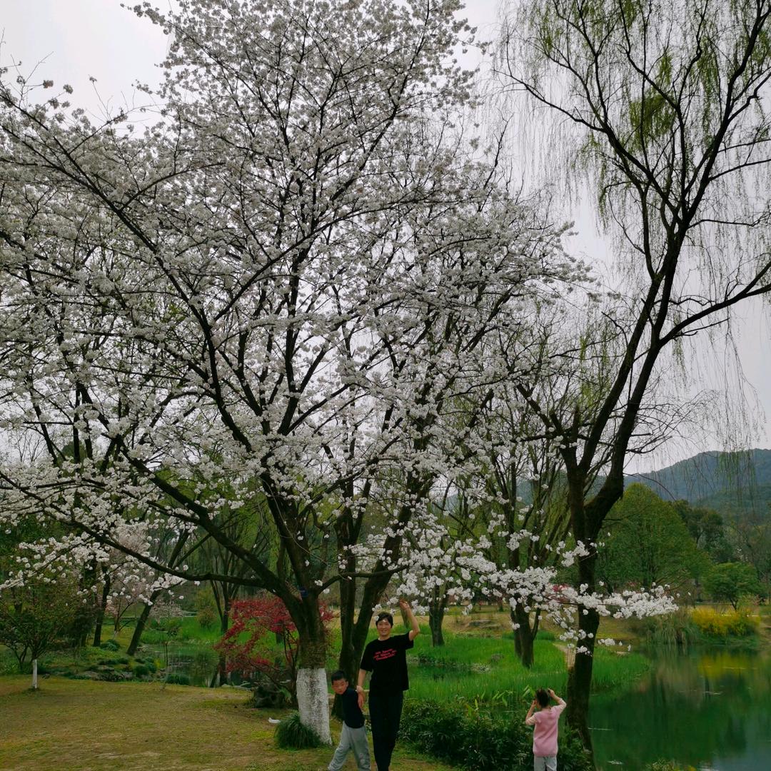 青青陌上桑