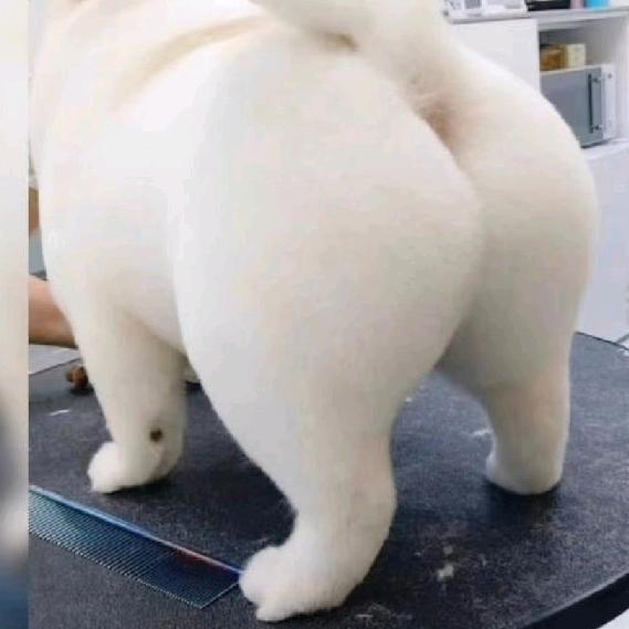 被星星撞到的犽医酱