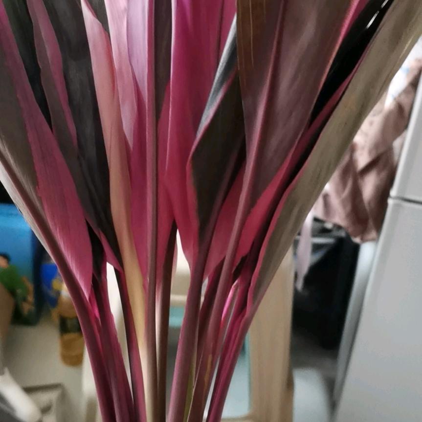 星星之火🔥🔥