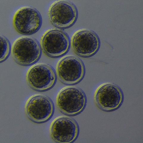 胚胎技术实验室