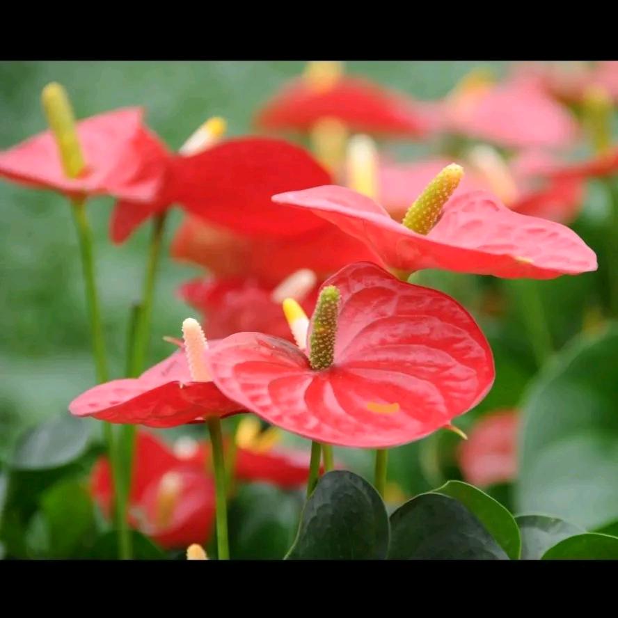 云露花卉