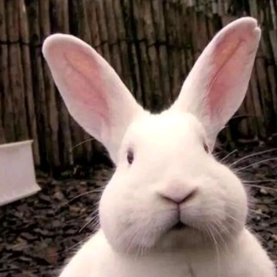 🐰