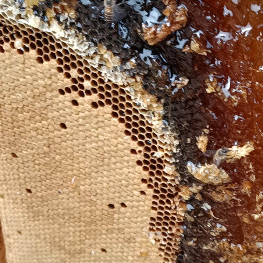 蜜的约定-郑歌_