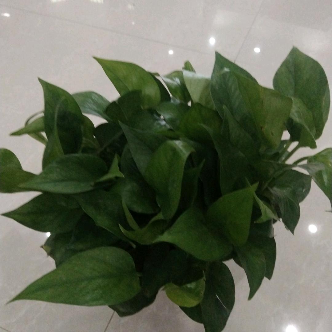 无敌。