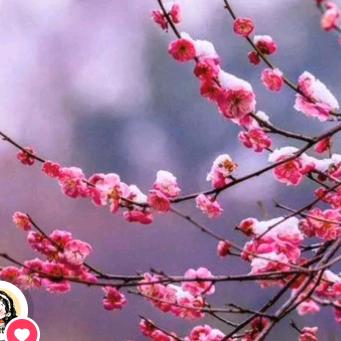 A🌹华卿山东艺考