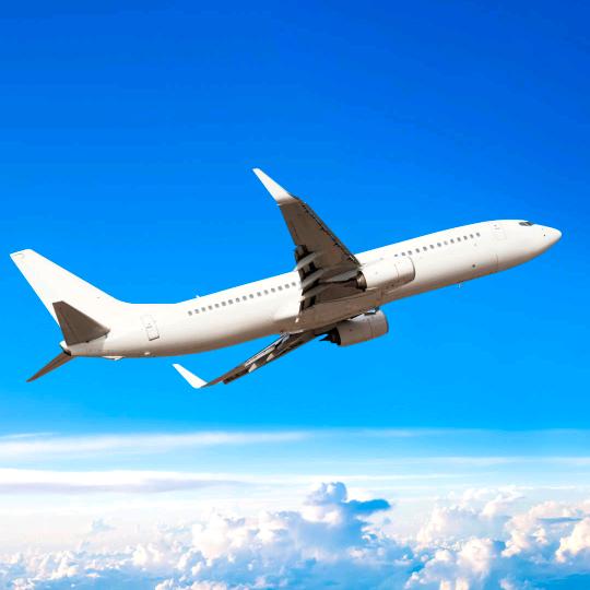 杨子的猫孩子们