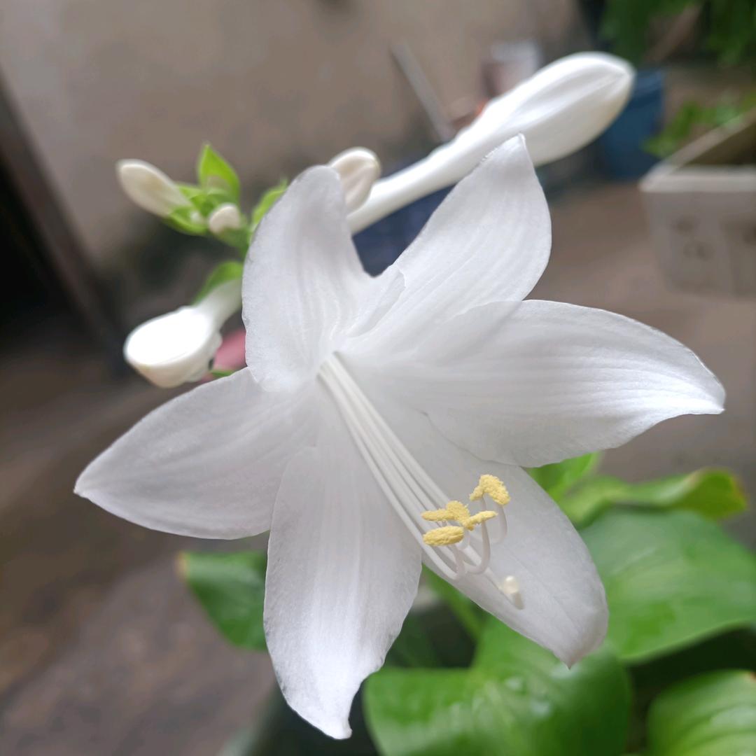 🌻今生无悔🍇，