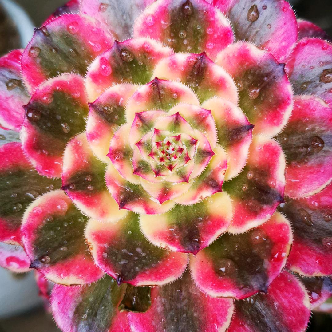 宇宙花卉