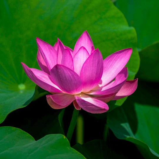 💞天天都有好心情🍎