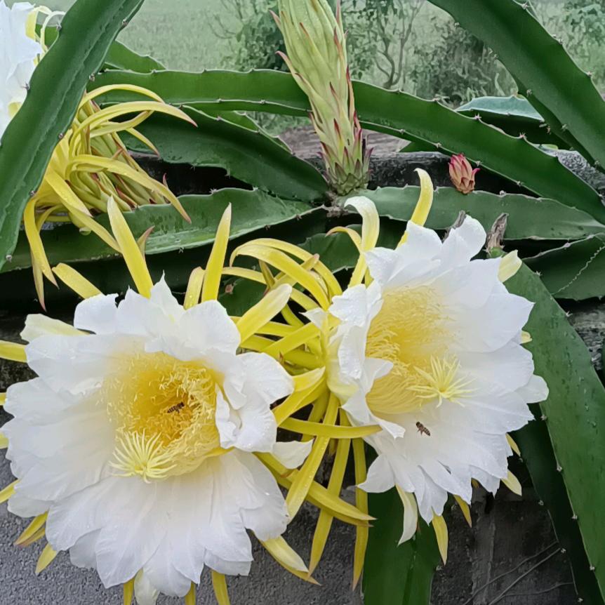 GU DOI