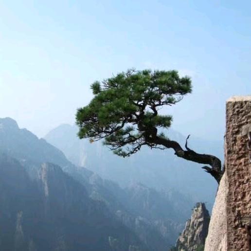 随心🌴随意