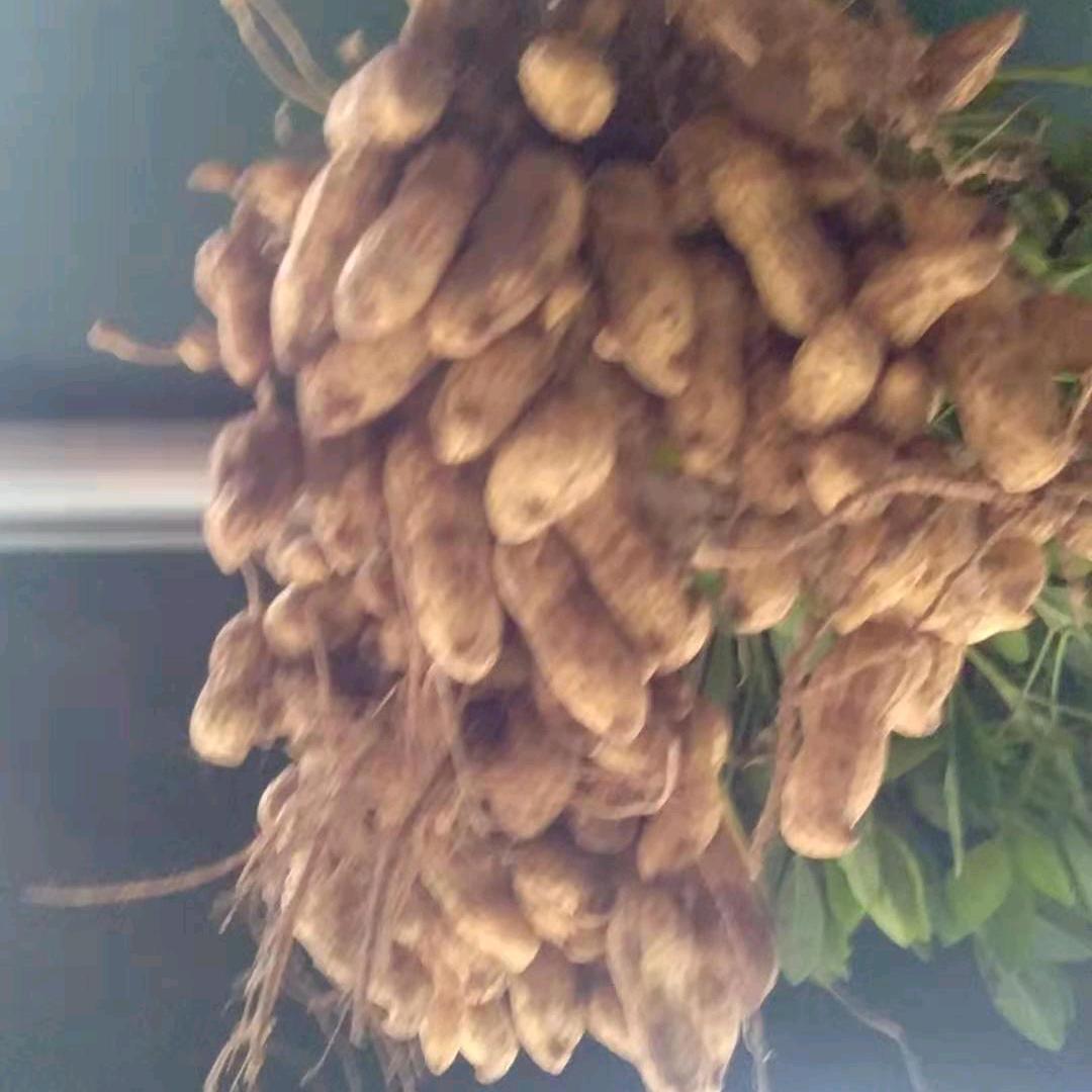 万隆老聂农资店