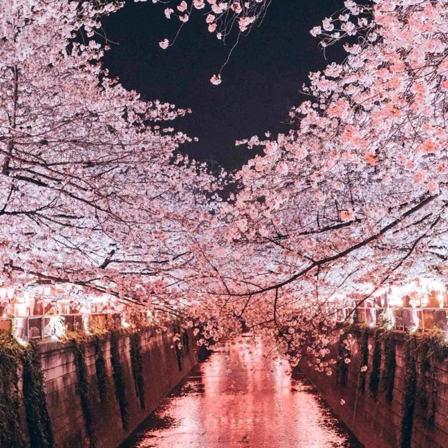 樱花满天