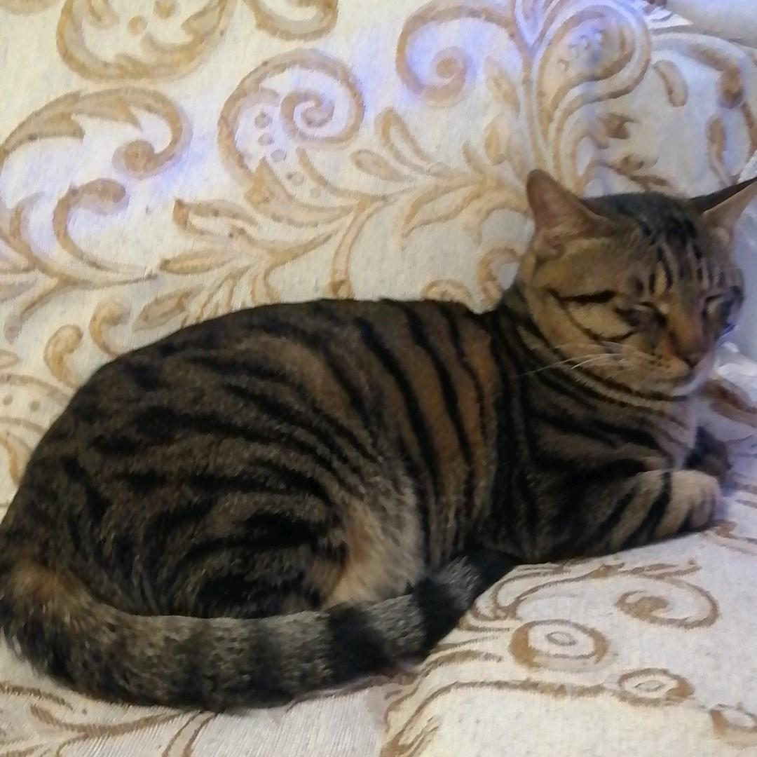 我有一只狸花猫