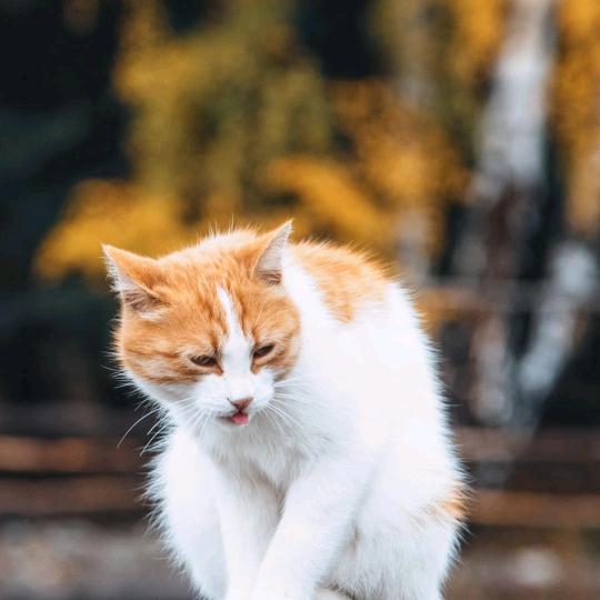 温柔的心