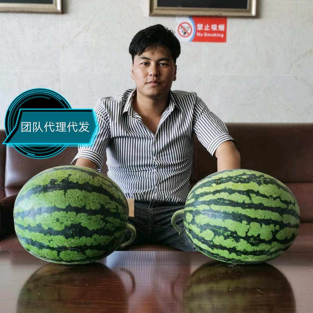 小强西瓜团队