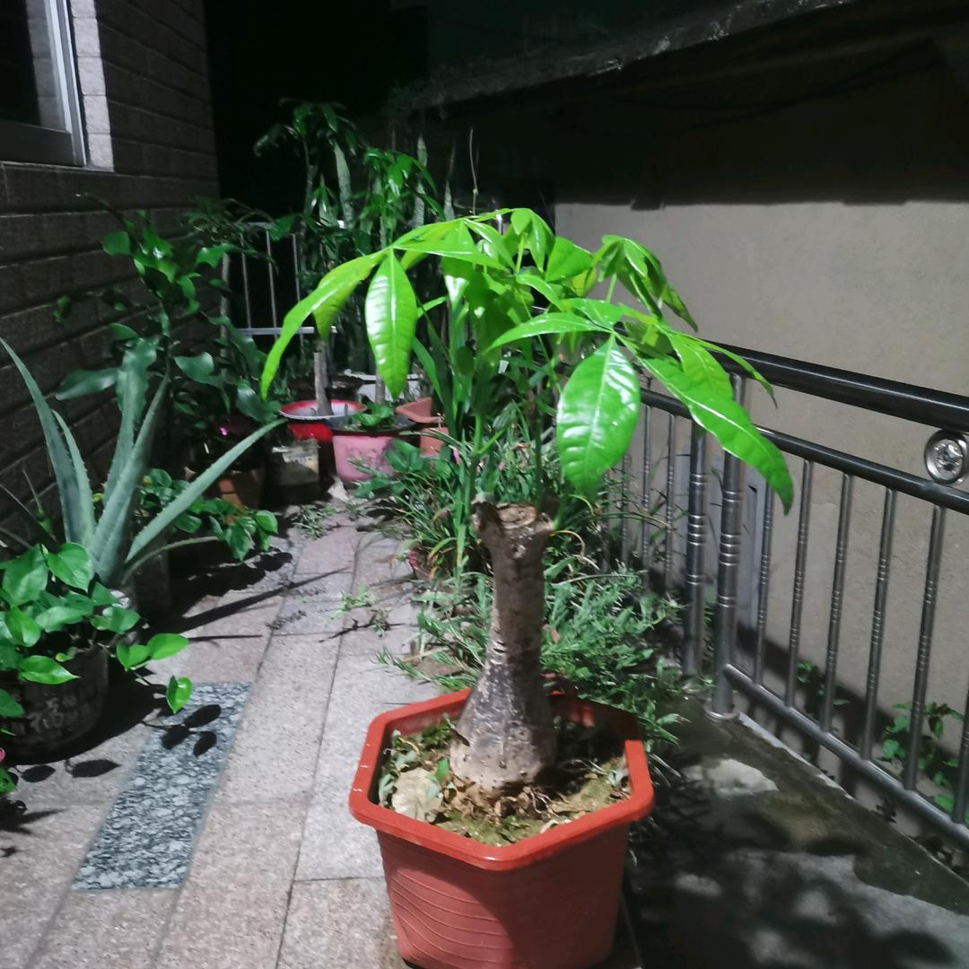 玖柒