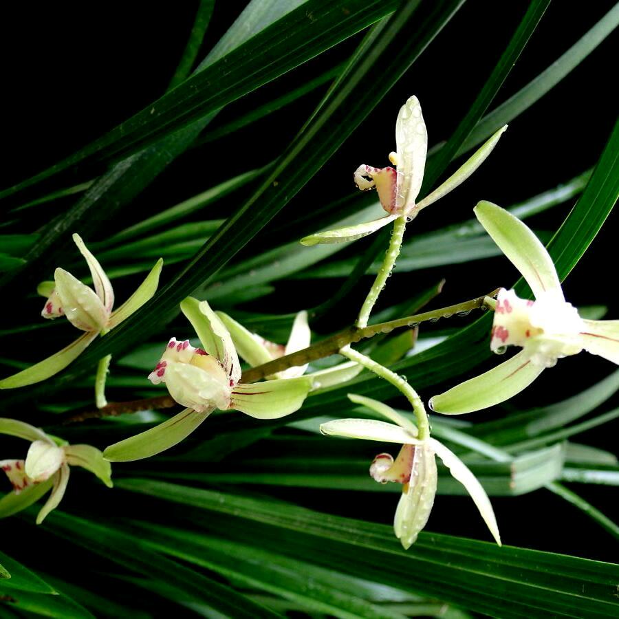 地球上的小雨点
