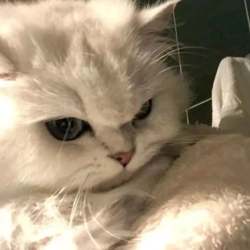 爱摆臭脸的猫