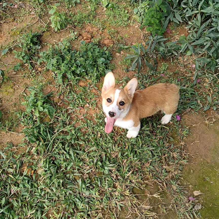 子非鱼