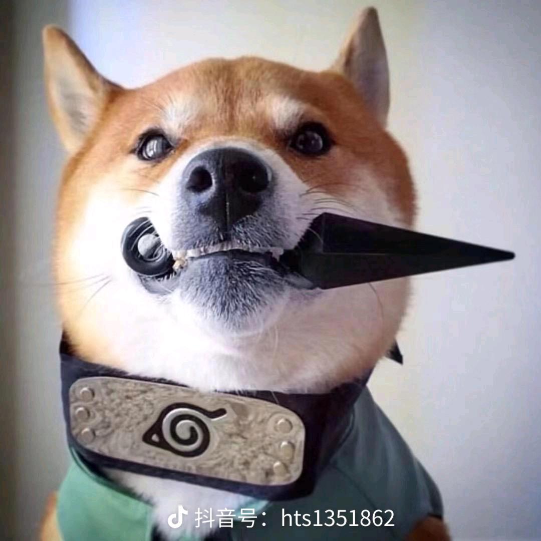 图图哥