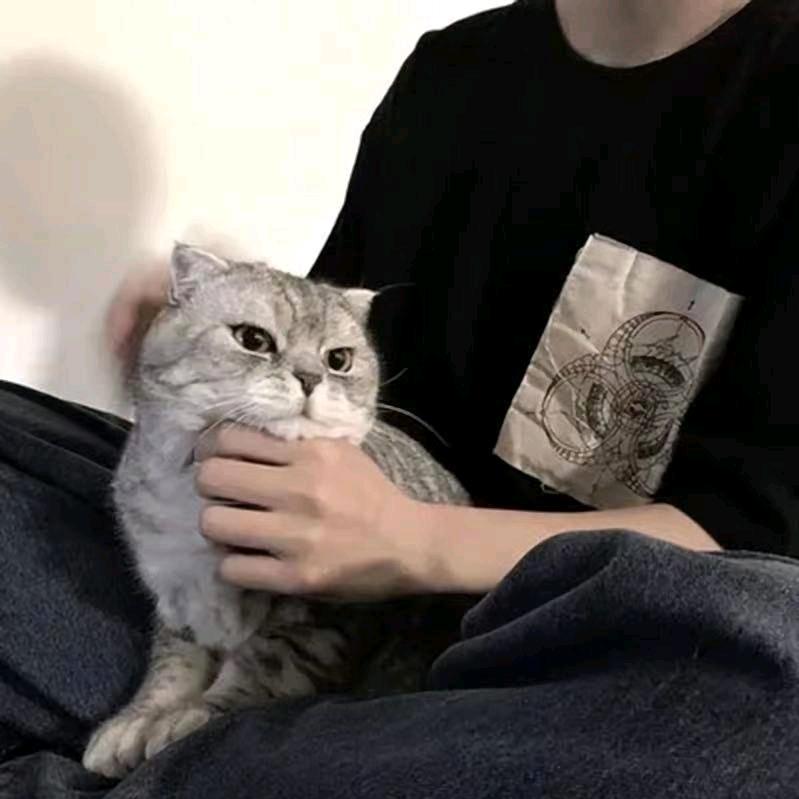 大猫本猫