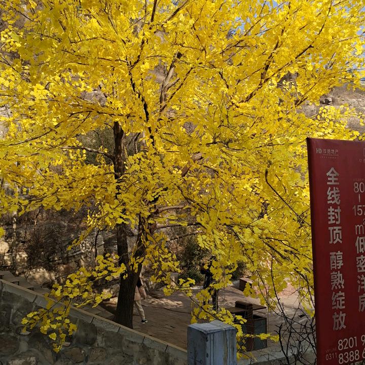 快乐飞翔