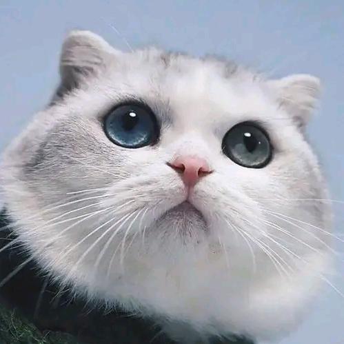 奇异猛宠666