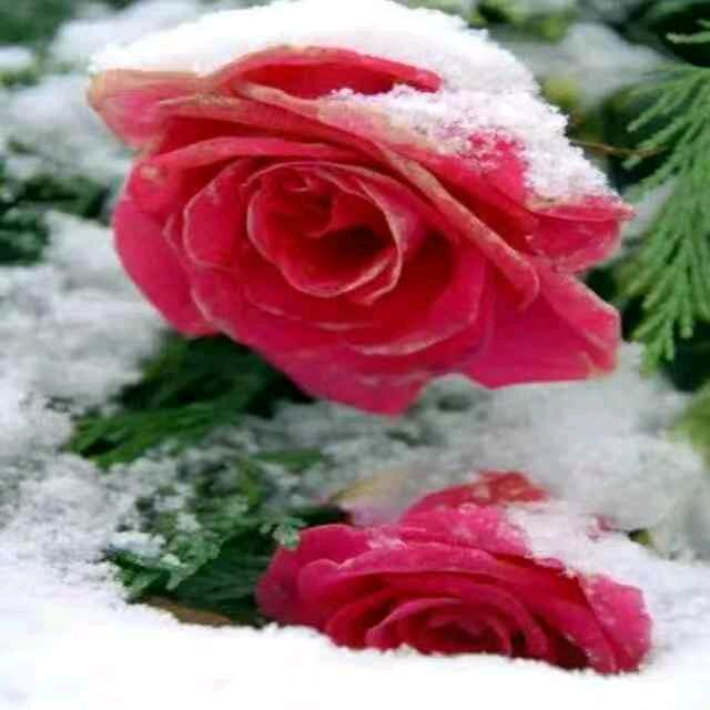雪玫瑰