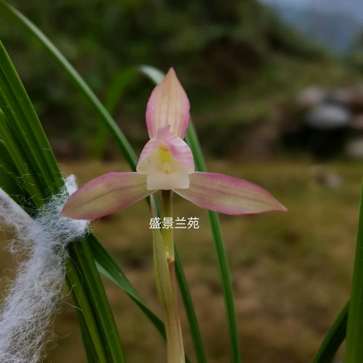 盛景兰苑