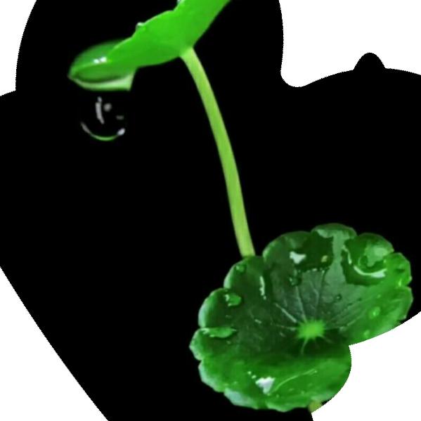 荷叶莲莲（串越食光烧烤）