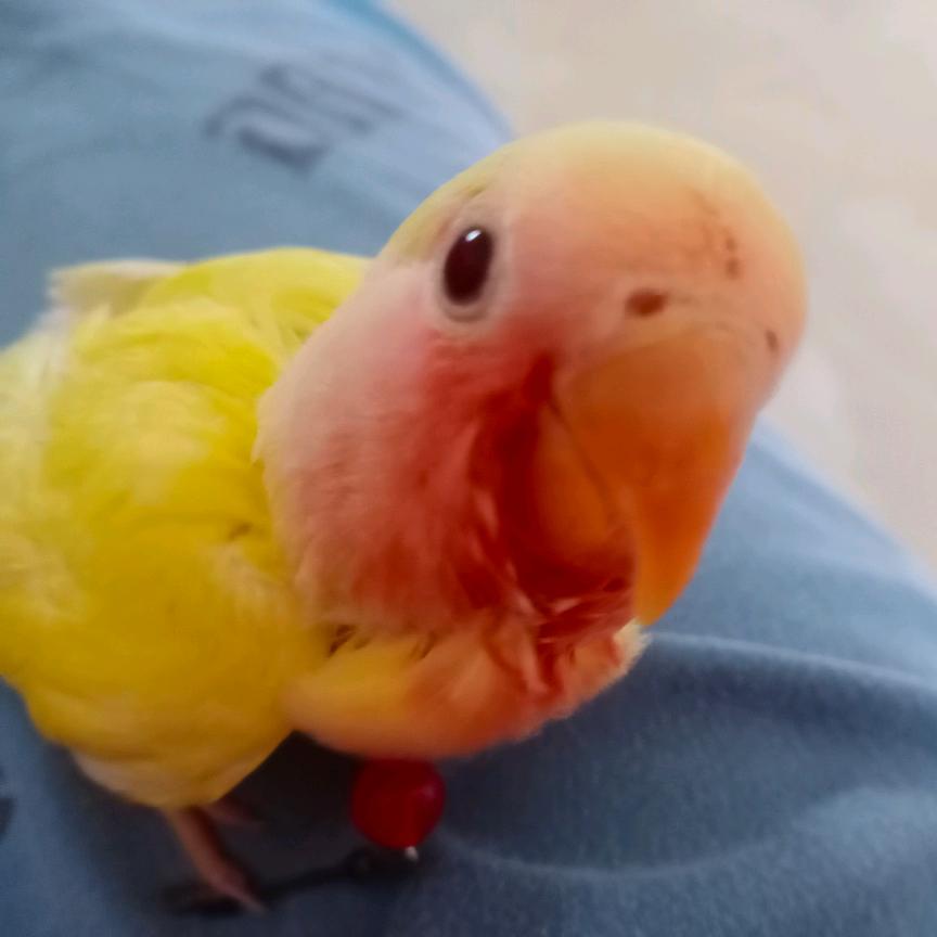 涂