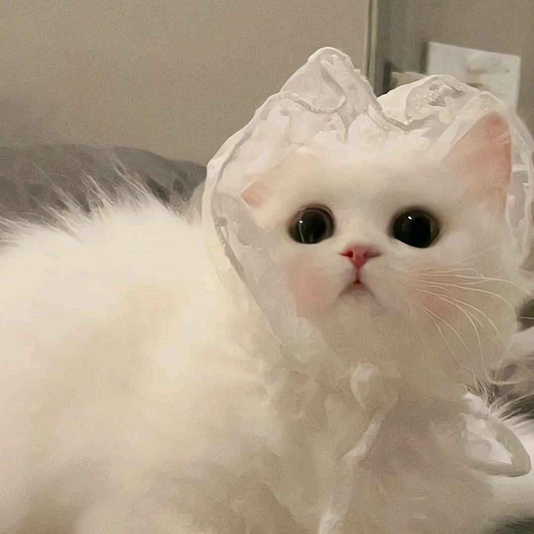 有梦的女孩
