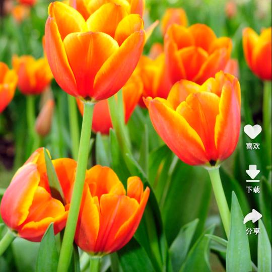 治愈系（互粉中）