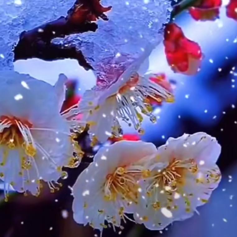 傲雪