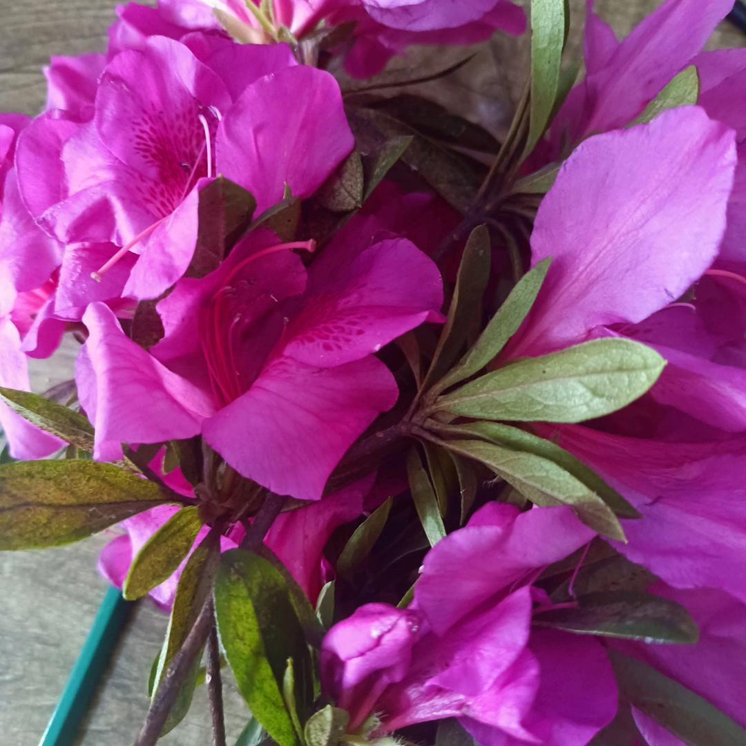 新的朋友《请不要连赞》