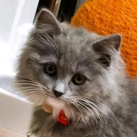 竹风雅梦(●'◡'●)ﾉ❤