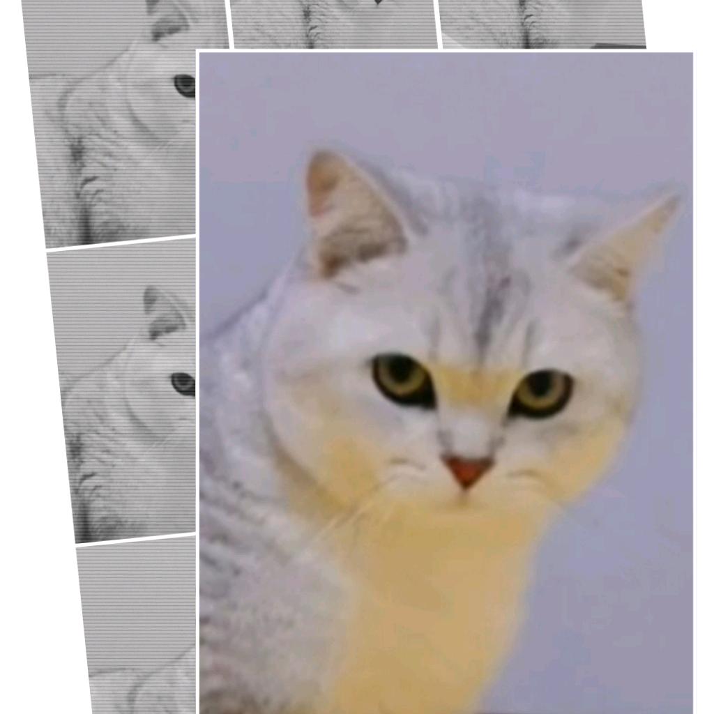木子木木