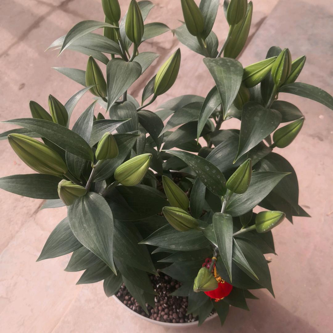 万事如意(/≧▽≦/)