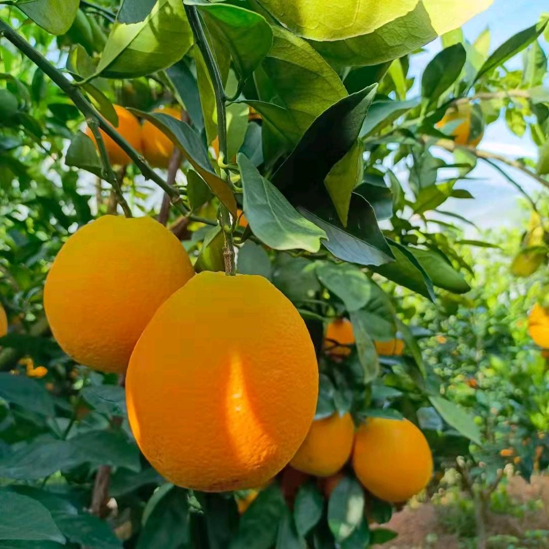 客家小辉
