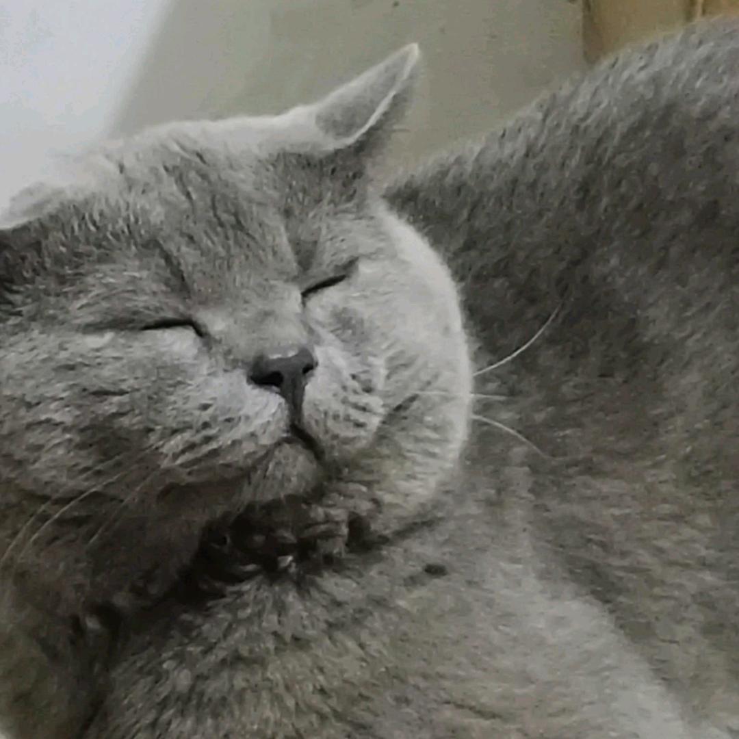 大妖猫