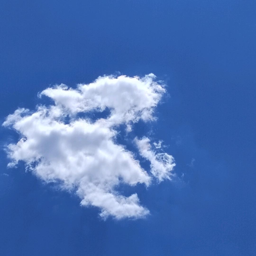 梧桐书卷气