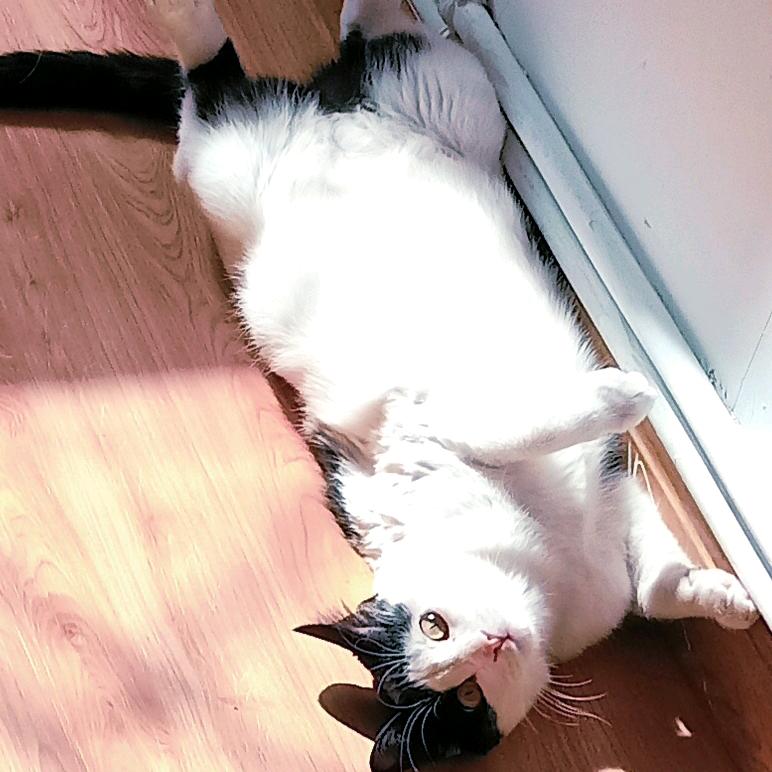 小猫儿~维
