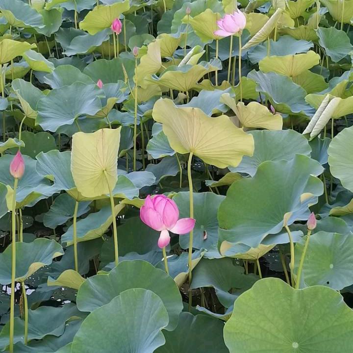 小风