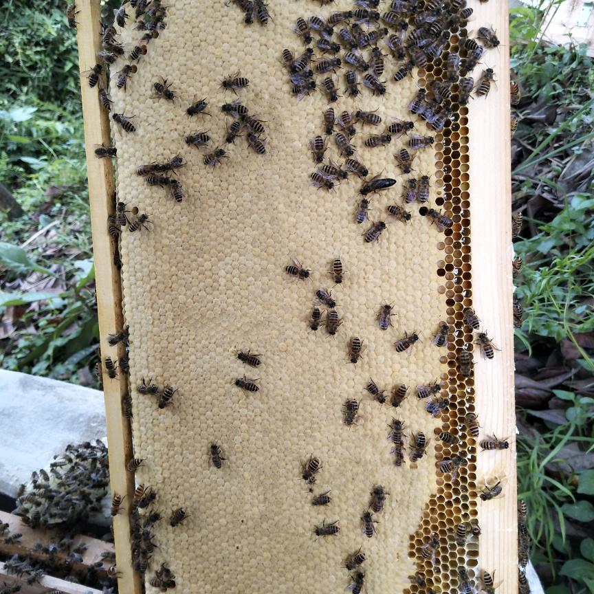 开州区探蜜者中蜂养殖场