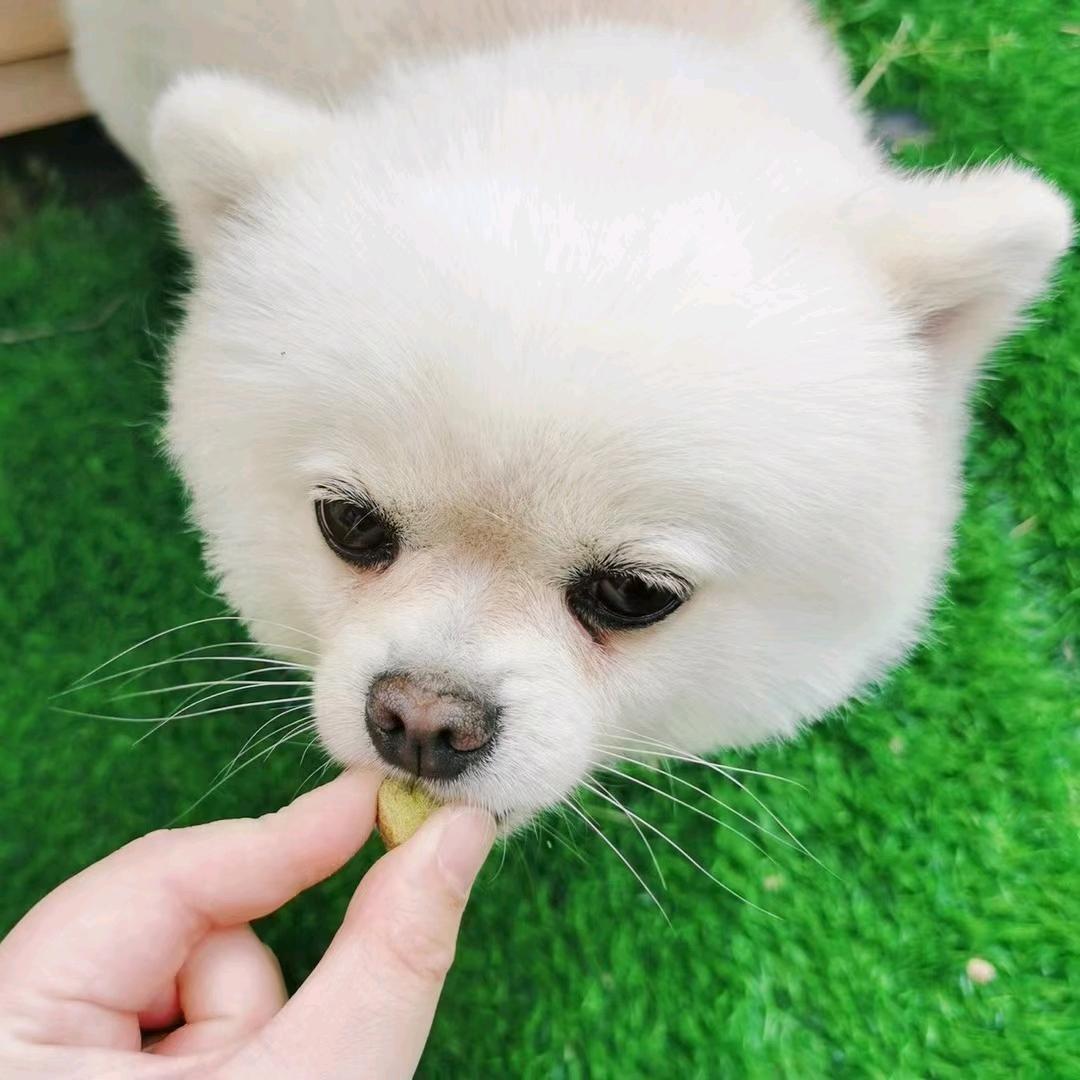 坤灵宠物食品店